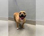 Small Bulldog Mix