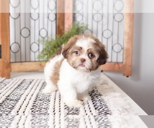 Shih Tzu Puppy for sale in NAPLES, FL, USA