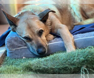 Timmy - Male German Shepherd Dog Dog for Adoption - Photo #3