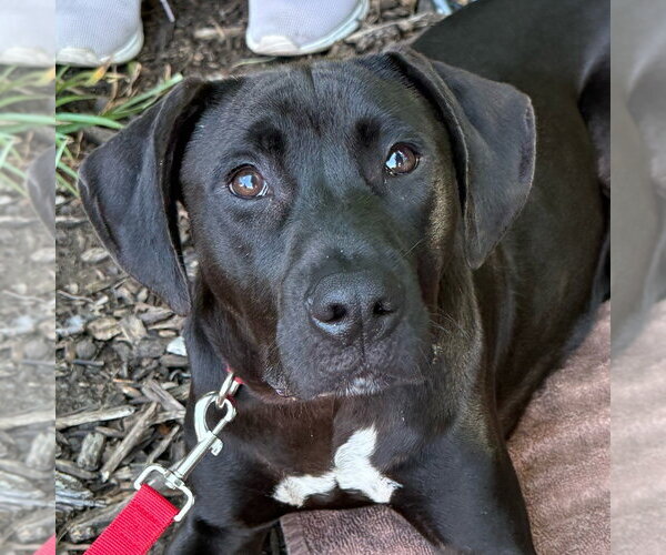 Medium Photo #19 Labrador Retriever-Unknown Mix Puppy For Sale in Canton, CT, USA