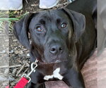 Small #18 Labrador Retriever Mix