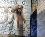 Small #3 Brussels Griffon Mix