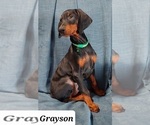 Image preview for Ad Listing. Nickname: Grayson