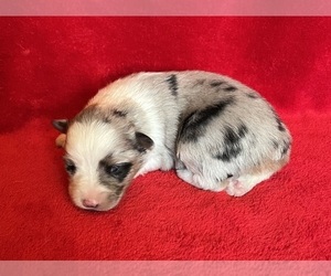 Miniature Australian Shepherd Puppy for sale in FORT MORGAN, CO, USA