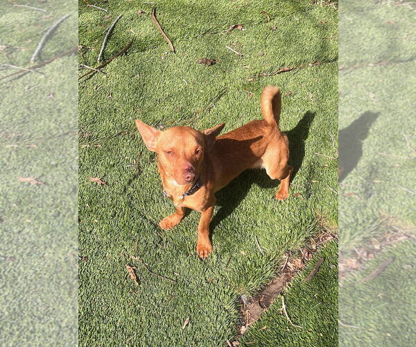 Medium Photo #3 Chihuahua Puppy For Sale in Sandy, UT, USA