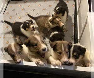 Collie Litter for sale in NEW PARIS, OH, USA