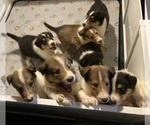 Small Collie