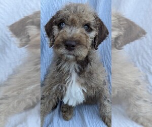Goldendoodle Puppy for Sale in TEMECULA, California USA