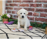 Small #1 Labrador Retriever