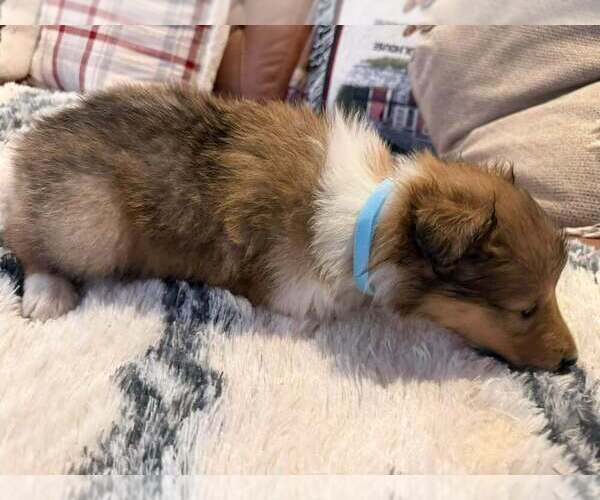 Medium Photo #4 Collie Puppy For Sale in HIGH POINT, NC, USA