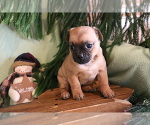 Jug Puppy for sale in SHILOH, OH, USA