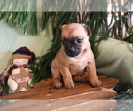 Small Photo #1 Jug Puppy For Sale in SHILOH, OH, USA