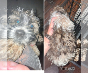 Cock-A-Tzu Puppy for sale in OGDENSBURG, NY, USA