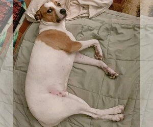 Ollie - Male Boxer-Unknown Mix Dog for Adoption - Photo #10