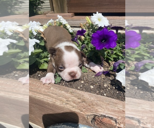 Medium Photo #3 Boston Terrier Puppy For Sale in FREDONIA, KS, USA