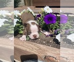 Small #2 Boston Terrier