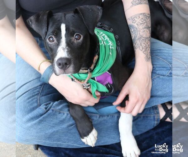 Medium Photo #4 Boxador Puppy For Sale in Washington, DC, USA