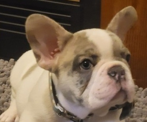 Medium Photo #2 French Bulldog Puppy For Sale in BAKERSVILLE, NC, USA