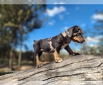Small #4 Catahoula Leopard Dog