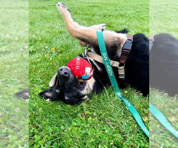Medium Photo #5 German Shepherd Dog-Unknown Mix Puppy For Sale in Gloversville, NY, USA