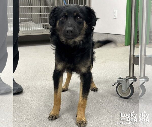 Medium Photo #2 Australian Shepherd-Unknown Mix Puppy For Sale in Washington, DC, USA