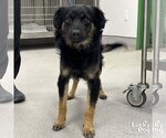 Small #1 Australian Shepherd Mix