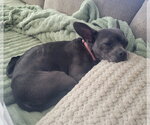 Small #5 French Bulldog Mix