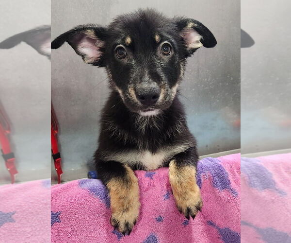 Medium Photo #1 Mutt Puppy For Sale in Walnutport, PA, USA