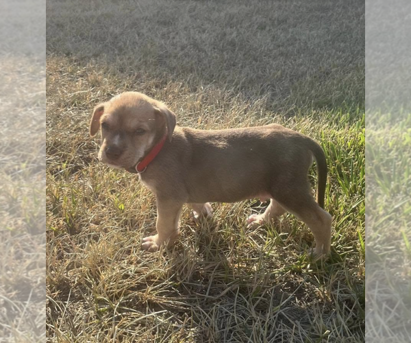 Medium Photo #1 Labrador Retriever-Unknown Mix Puppy For Sale in Holly Springs, NC, USA