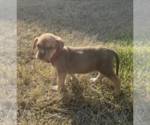 Small Labrador Retriever Mix