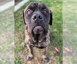 Mastiff Dogs for adoption in Woodland, CA, USA