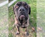 Small Mastiff