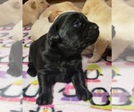 Small #9 Labrador Retriever