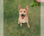 Small #1 Carolina Dog Mix