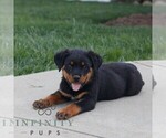 Small #1 Rottweiler
