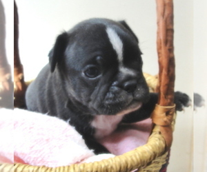 Faux Frenchbo Bulldog Puppy for sale in WILSONVILLE, OR, USA