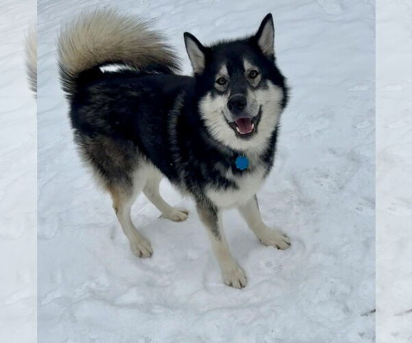 Medium Photo #2 Siberian Husky Puppy For Sale in Princeton, MN, USA