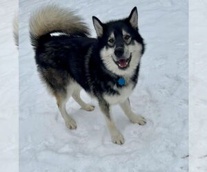 Mount Everest - Male Siberian Husky Dog for Adoption - Photo #2