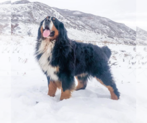 Father of the Bernese Mountain Dog puppies born on 02/13/2022