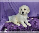Small Photo #66 English Cream Golden Retriever Puppy For Sale in PEYTON, CO, USA