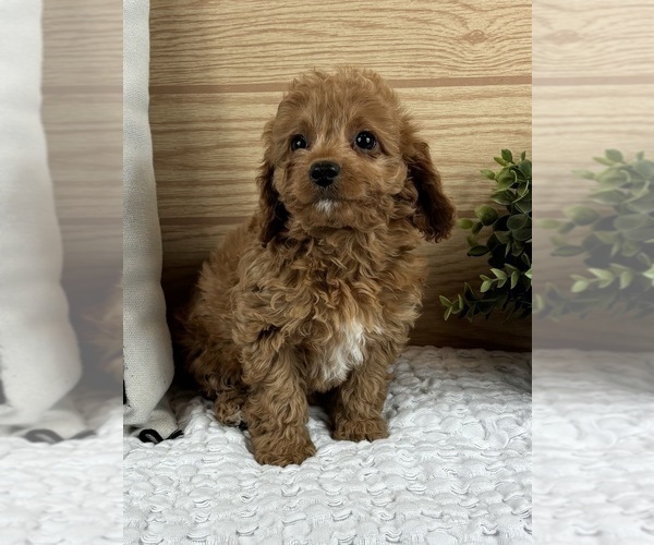 Medium Photo #3 Cavapoo (Standard) Puppy For Sale in GREENFIELD, IN, USA