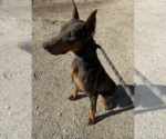Small #6 Doberman Pinscher