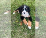 Puppy Puppy 4 Bernese Mountain Dog