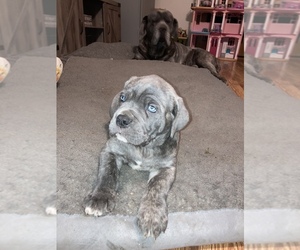 Cane Corso Puppy for sale in BRANSON, MO, USA