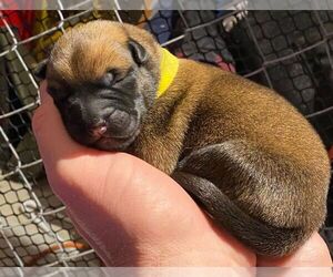 Belgian Malinois Puppy for sale in RICHMOND, RI, USA