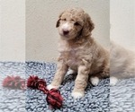 Small Photo #17 Aussie-Poo-Poodle (Miniature) Mix Puppy For Sale in PIONEER, CA, USA