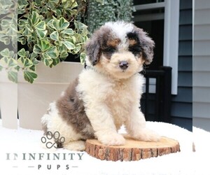 Bernedoodle (Miniature) Puppy for sale in NEW HOLLAND, PA, USA