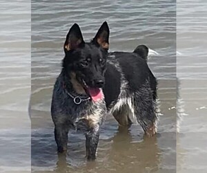 Mother of the Australian Cattle Dog puppies born on 04/27/2025