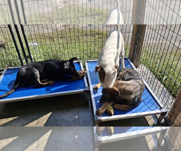 Medium Photo #17 German Shepherd Dog Puppy For Sale in Sebec, ME, USA