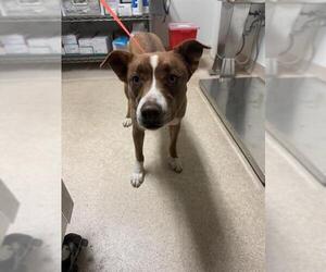 Border-Aussie Dogs for adoption in Bakersfield, CA, USA